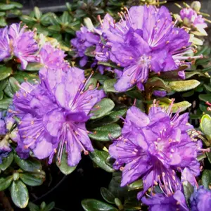 Rhododendron Purple Pillow (15-25cm Height Including Pot) Garden Plant - Compact Shrub, Purple Blooms