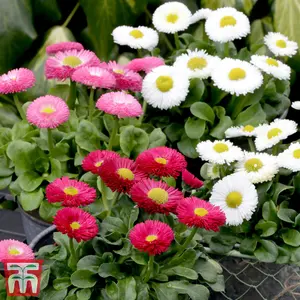 Bellis Monstrosa Mix 1 Seed Packet (200 Seeds)