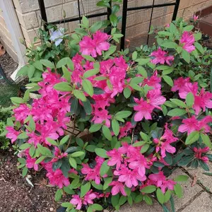 1 x Azalea Empress - Rare Evergreen Japanese Azalea in 9cm Pot - Ready to Plant