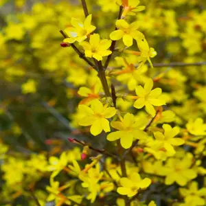 Jasminum Nudiflorum - Early flowering Winter Jasmine