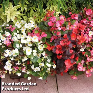 Begonia Sun shade Mix F2 1 Seed Packet (500 Seeds)