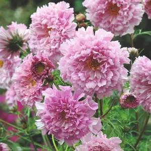 Cosmos Double Click Rose Bonbon 1 Packet (25 Seeds)