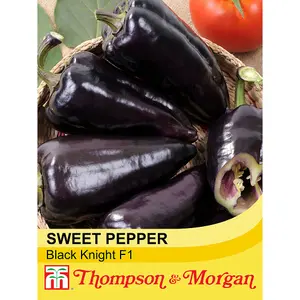 Pepper sweet Black Knight F1 Hybrid 1 Seed Packet (8 Seeds)