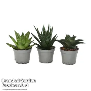 Houseplant Haworthia Hybrid Mix 5.5cm Pot x 1