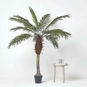 Homescapes Phoenix Palm Tree in Pot, 160 cm Tall