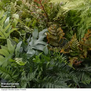 Nurserymans Choice Fern 9cm Pot x 1