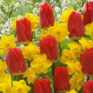 Collection 35 Early Red Tulip & 35 Narcissus Tete a Tete