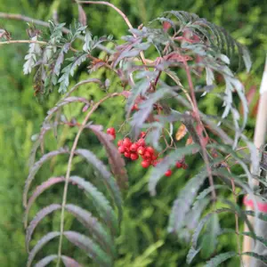 Chinese Lace Mountain Ash Whitebeam Tree Outdoor Sorbus 12L Pot 1.5m - 1.8m