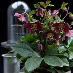 Helleborus orientalis Hello Ruby 14cm Potted Plant x 1