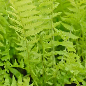 4 x Hardy Fern Plant Mix - Evergreen Outdoor Ferns - Shade Loving Plants Garden Ready - Ideal for Rockeries, Containers & Pots