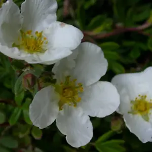 Potentilla Abbotswood Garden Plant - White Flowers, Compact Size, Hardy (15-30cm Height Including Pot)