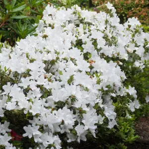 White Japanese Azalea (30-40cm Height Including Pot) - Delicate White Blooms, Evergreen