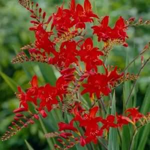 Crocosmia Lucifer - Bright Red Fiery Flowers, Low Maintenance, Hardy (20-30cm Height Including Pot)