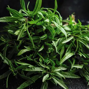 Herb Summer Savory 1 Seed Packet