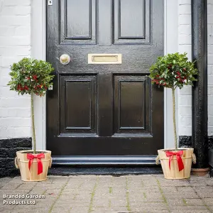 2 Holly Trees - 'Blue Maid' Standard - 2 Litre Potted  Plants - Festive Doorstep - Easy Care - Evergreen