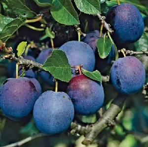 Direct Plants Blue Tit Plum Fruit Tree Self Fertile & Superb Flavour 5-6ft Supplied in a 7.5 Litre Pot