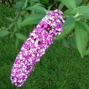 Berries And Cream Butterfly Bush Outdoor Shrub Plant Buddleja 2L Pot