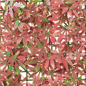 Primrose Red Acer Artificial Hedge Garden Patio Panels 50cm x 50cm