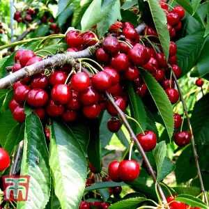 Grow Your Own Fruit  Cherry (Prunus) Stella 1 Bare Root unfeathered maiden