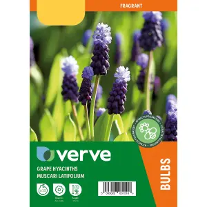 Muscari latifolium (grape hyacinth) 15 Flower bulbs