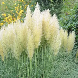 Cortaderia selloana White 11cm Potted Plant x 2