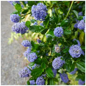 Ceanothus Repens/ Californian Lilac Repens In 2L Pot, Lovely Light Blue Flowers 3FATPIGS