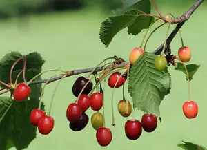 Dwarf Patio Morello Cherry Fruit Tree 3-4ft Supplied in a 5 Litre Pot