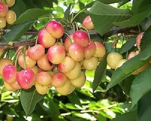 Merton Glory Cherry Fruit Tree 4-5ft Large Cherries With Fabulous Flavour