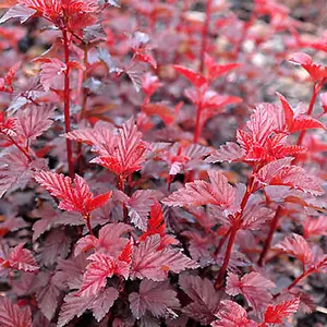 Physocarpus Lady in Red Garden Shrub - Vibrant Purple-Red Foliage, Pink Blooms (15-30cm Height Including Pot)