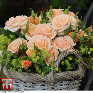 Rose Floribunda - Sweet Honey 2 Bare Root Plants