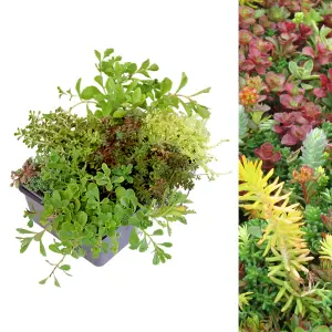 6 x Sedum Stonecrop Plant Mix in 9cm Pots - Mixed Varieties - Evergreen Outdoor Succulents - UK Hardy - Rockery Plants