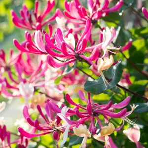 Honeysuckle Belgecia - Scented Lonicera in 9cm Pot - Evergreen Climbing Plant