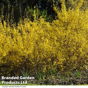 Forsythia Intermedia 1 Bare Root Size 60/90 x 2