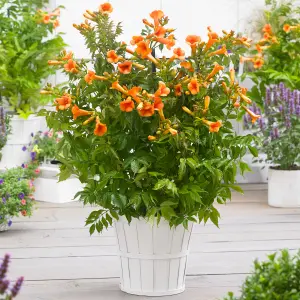 Campsis Orange Trumpet 2L 60cm Tall Hardy Climbing Plant for Gardens and Trellis