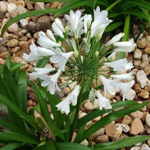 Agapanthus Mi Casa - Large White Flowers, Perennial, Compact (10-20cm Height Including Pot)