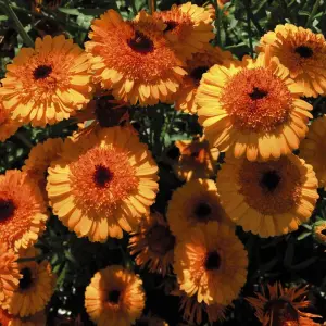 Calendula 'Crown Orange' 1 Seed Packet