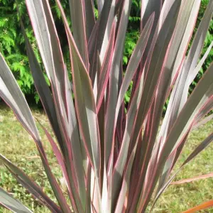 Phormium Pink Stripe Garden Plant - Striking Pink Striped Foliage, Compact Size (10-20cm Height Including Pot)