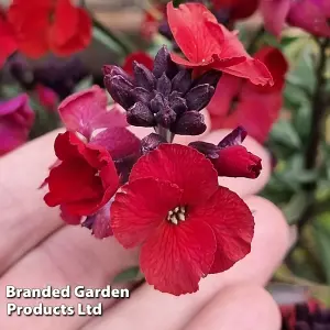 Erysimum Wallflower Colour Vibe Red 9cm Potted Plant x 1