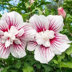 Starburst Chiffon Tree Hollyhock Shrub Plant Hibiscus Syriacus 2L Pot