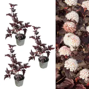 3 x Physocarpus 'Lady In Red' in 9cm Pots - Fast Growing Shrub - Rich Foliage