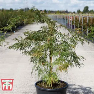 Acer Palmatum Dissectum 3 Litre Potted Plant x 1