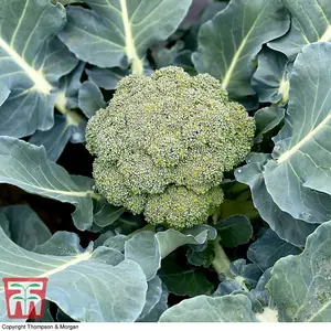 Broccoli Blue Finn F1 1 Seed Packet (20 Seeds)