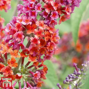 Buddleja Flower Power 2 Litre Potted Plantx 1