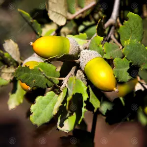 Quercus Ilex Tree - Evergreen Holm Oak Tree, Yellow Catkins, Hardy (5-6ft)