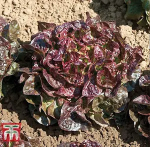 Lettuce Saxo 1 Seed Packet (250 Seeds)