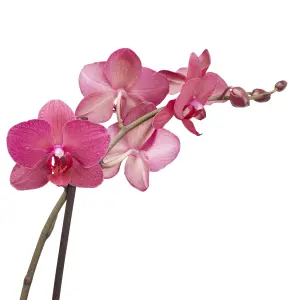 Verve Double Stem Moth orchid in Terracotta Plastic Grow pot 12cm