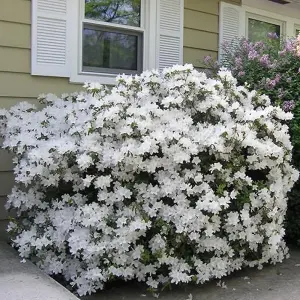 Azalea White - Gorgeous Flowers, Evergreen Shrub, Hardy (20-30cm Height Including Pot)