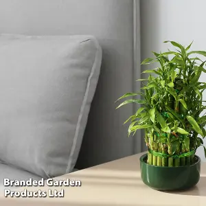 Houseplant 'Lucky Bamboo' Dracaena Sanderiana - 12cm Potted Plant x 1