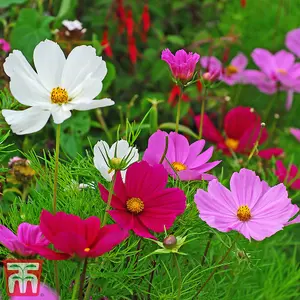 Cosmos Promo New Kew Range 1 Packet (200 Seeds)