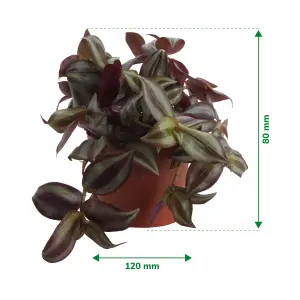 Verve Tradescantia in Terracotta Plastic Grow pot 12cm